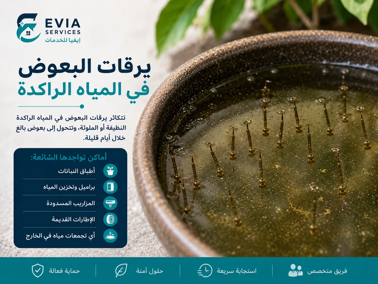 يرقات البعوض في المياه الراكدة - إيفيا